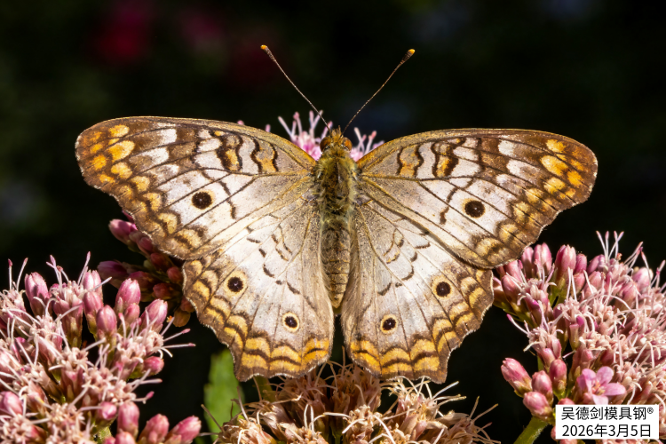 聚焦不仅能救活一家小企业，还能救活一个钢厂