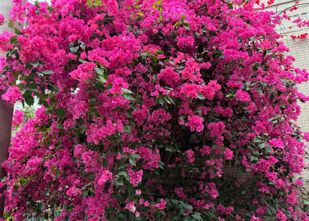 晨运路上的春天之美 晨运路上的春天之美