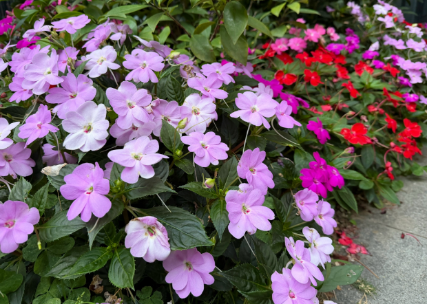 晨运路上的春天之美 晨运路上的春天之美