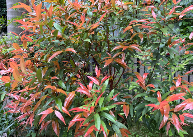 晨运路上的春天之美 晨运路上的春天之美