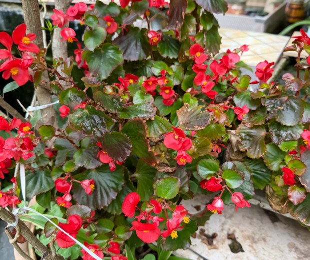 晨运路上的春天之美 晨运路上的春天之美